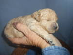 golden doodle puppy rochester