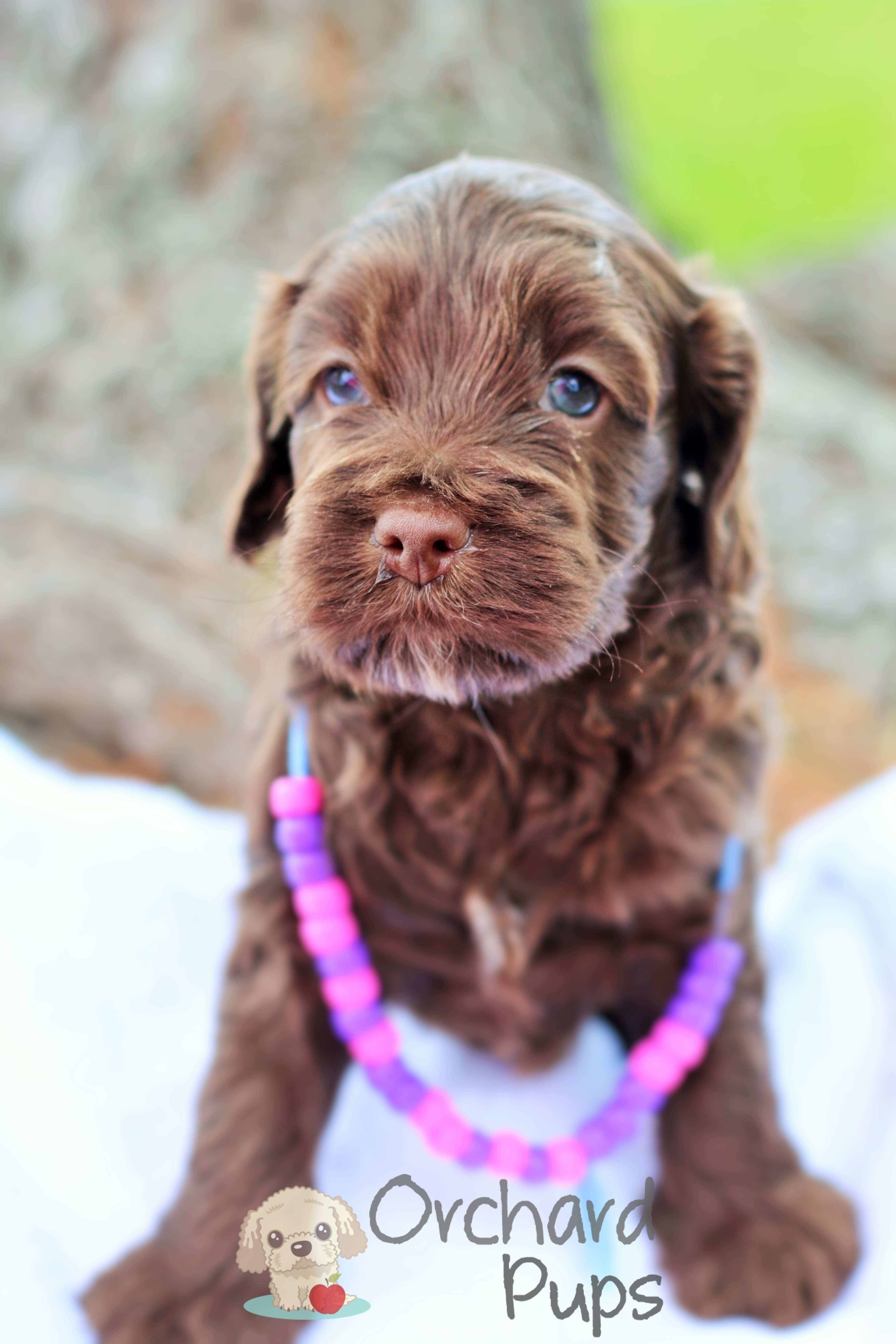 Adopt a Golden-Doodle or Poodle Pup