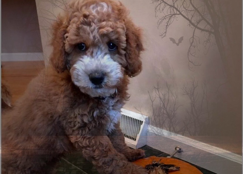 puppy for sale, goldendoodles for sale, puppies, ny, adopt, Rochester