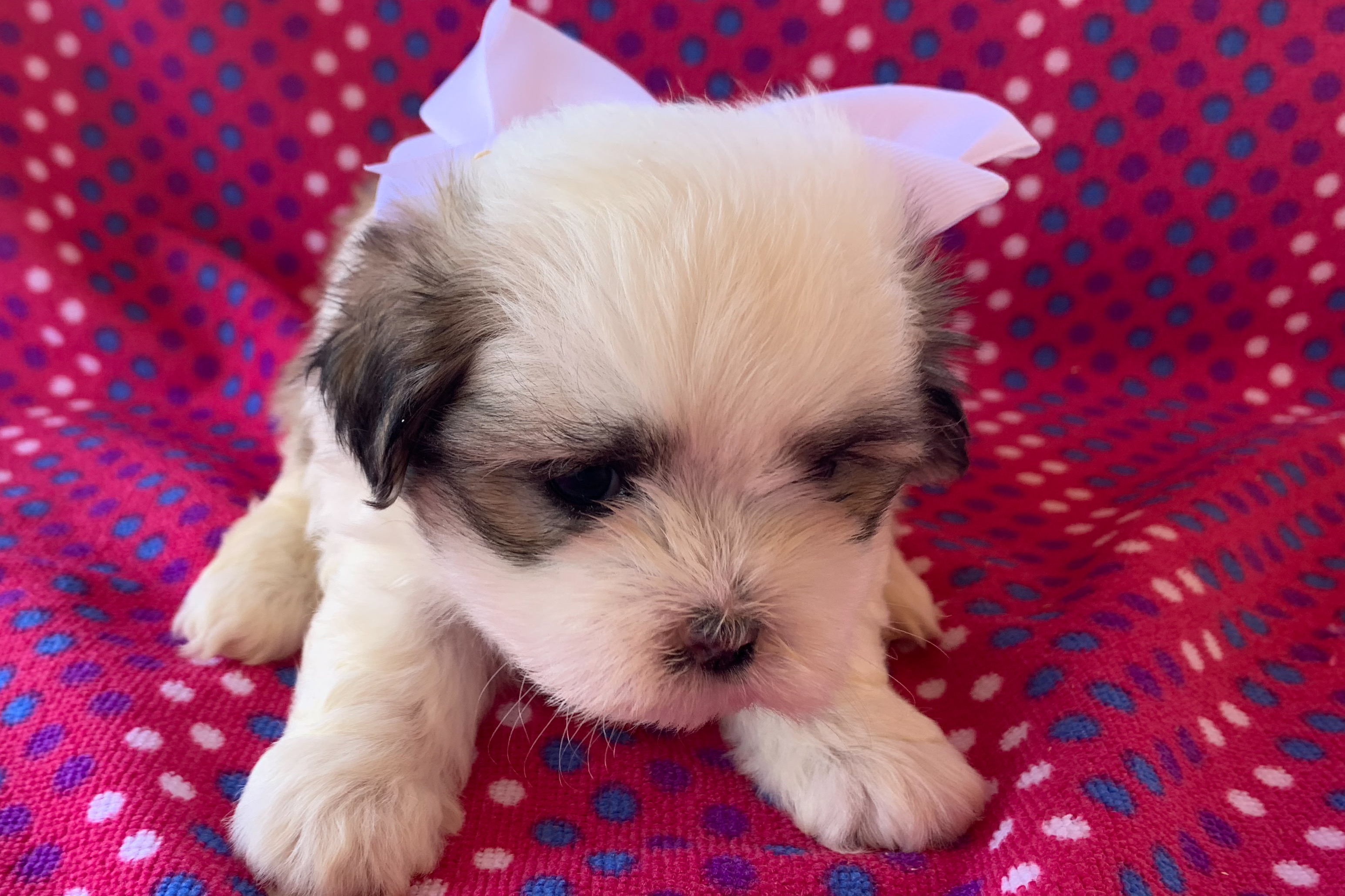 puppy for sale, goldendoodles for sale, puppies, ny, adopt, Rochester