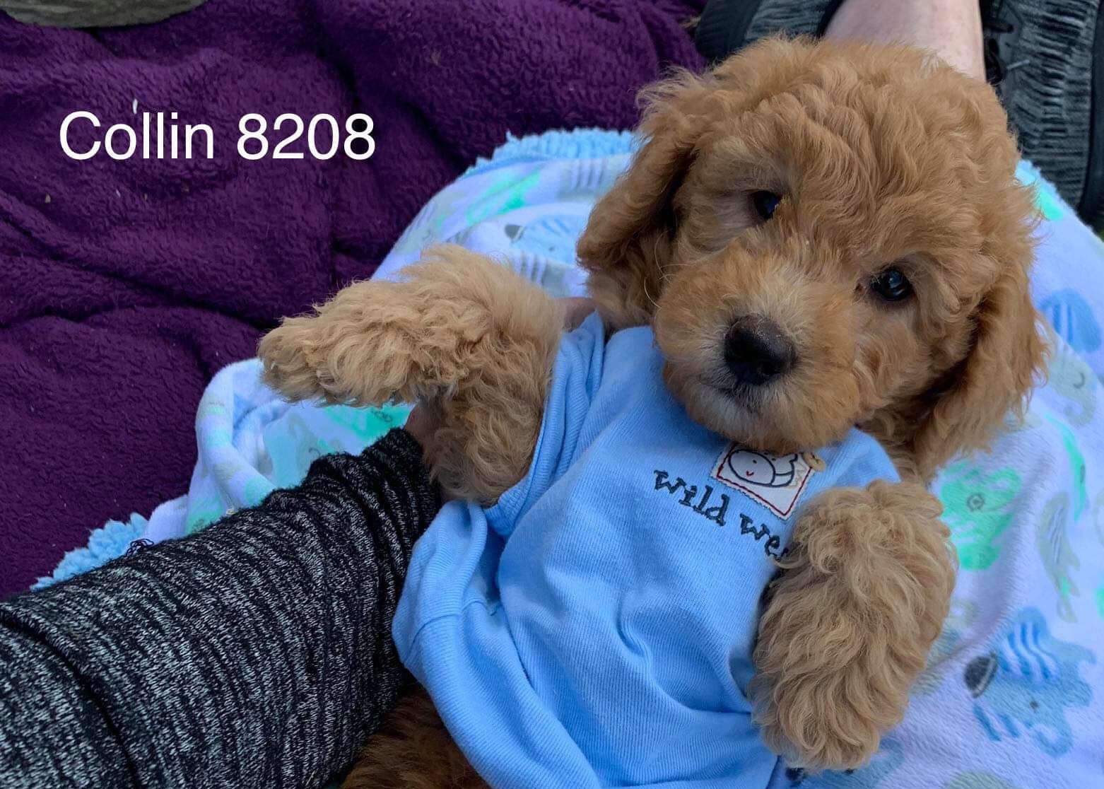 puppy for sale, goldendoodles for sale, puppies, ny, adopt, Rochester